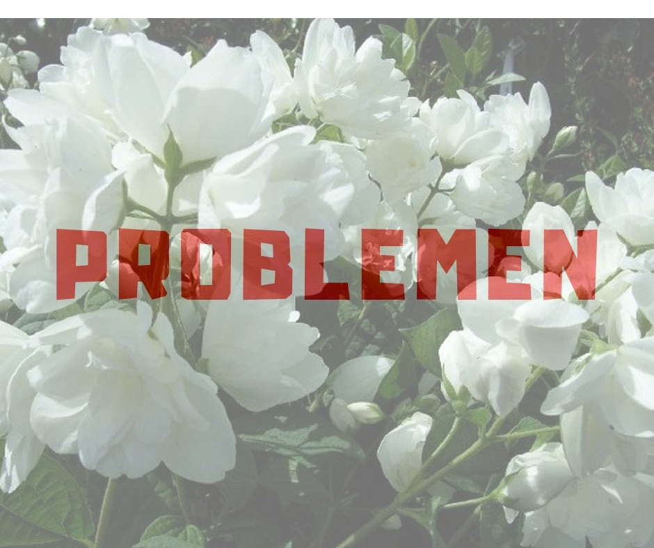 Verbloemen