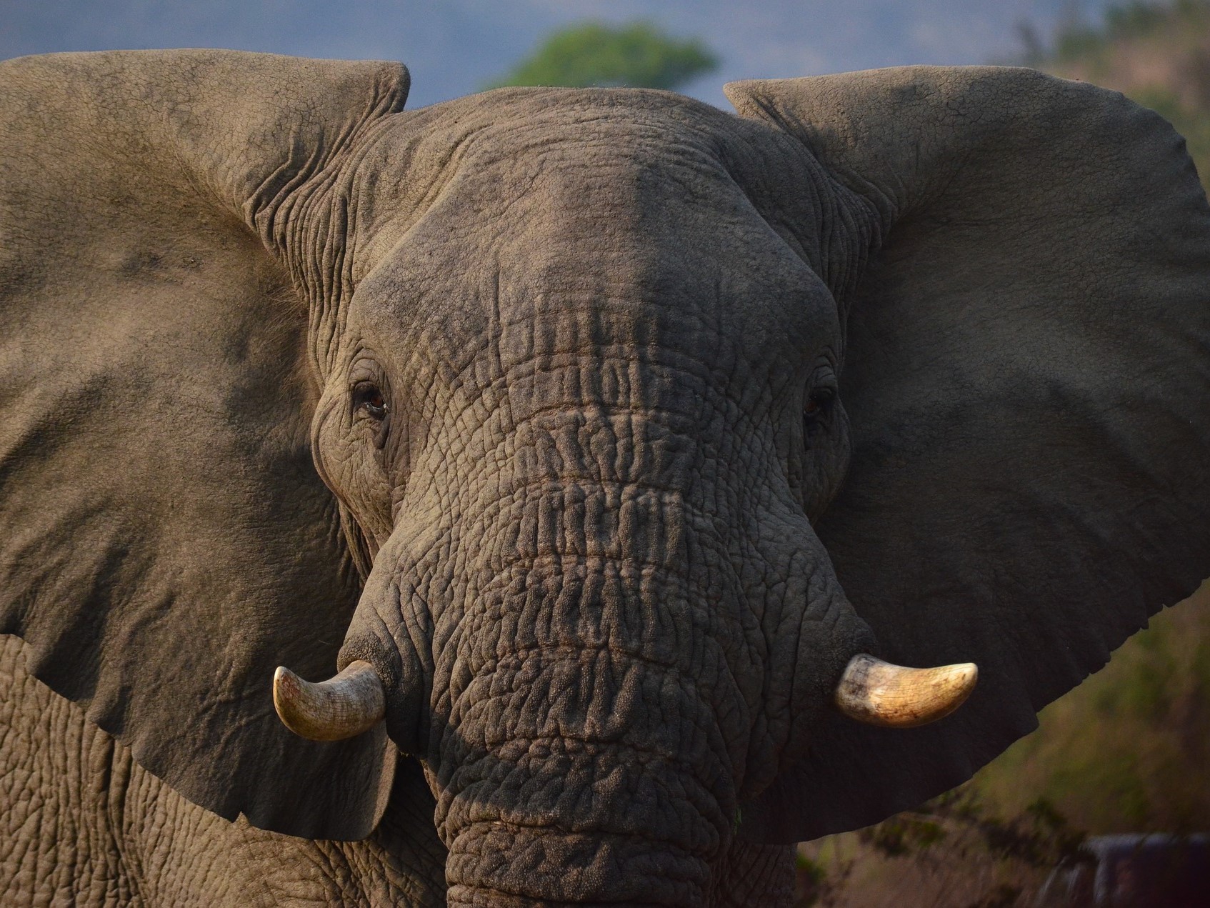Weg met de zicht-belemmerende olifant!